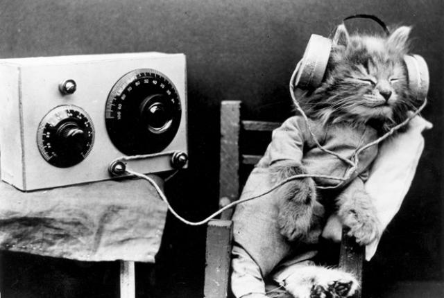A cat wearing headphones
